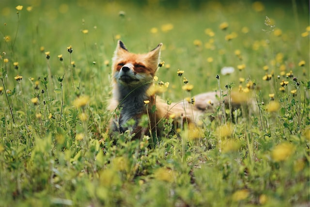 Foxy bringing